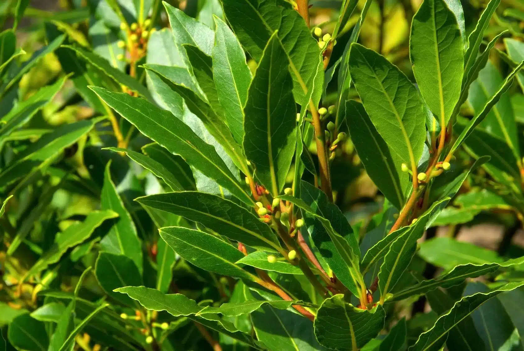 laurier rosa 
